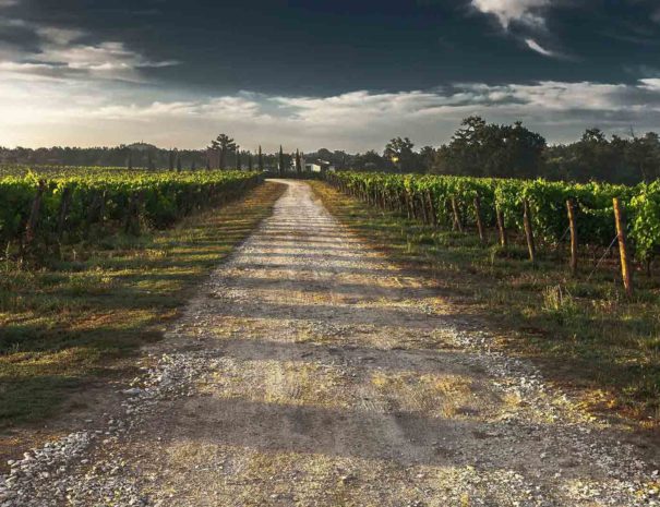 Tour dans les vignes du Penedès