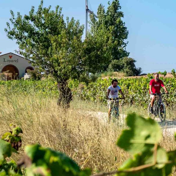 visite vignoble penedes