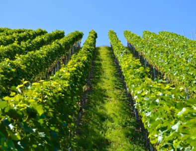 Vignes au Penedès