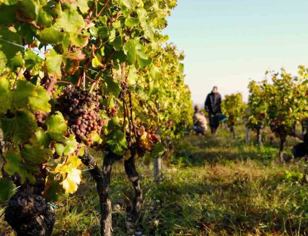 Tour guidé à pied Penedès