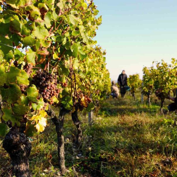 Tour guidé Penedès vin