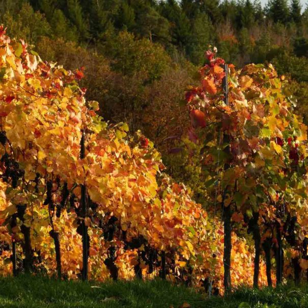 Tour privé vignoble Penedès