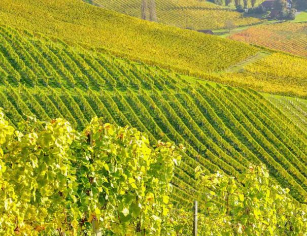 Vignes du Penedès