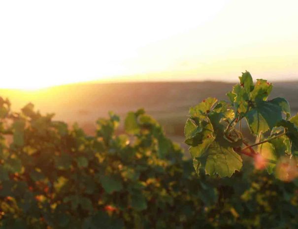 Visite vigne du Penedès