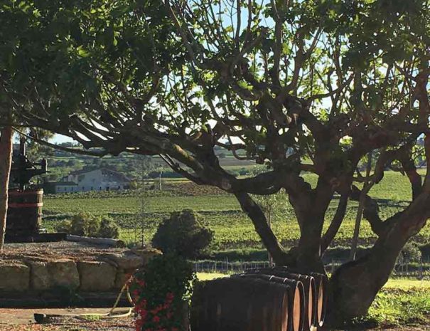 bodega Giró del Gorner