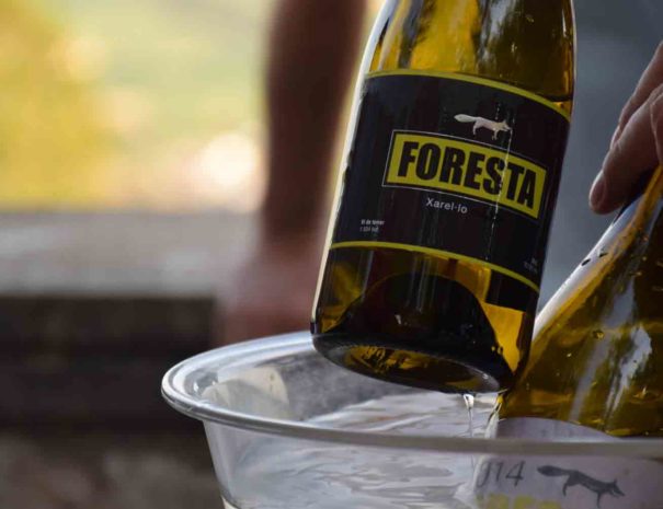 Cata vins de Foresta