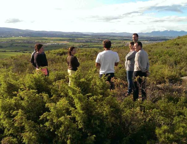 Cava y vino tour Penedès