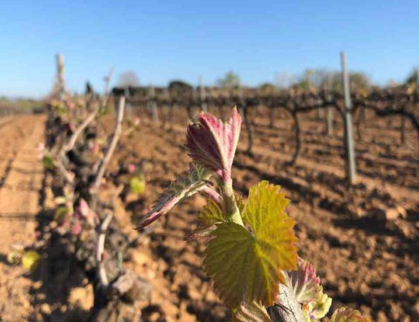 Enoturismo Bodega Giró Ribot