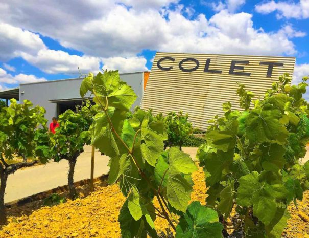 Tour bicicleta Bodega Colet