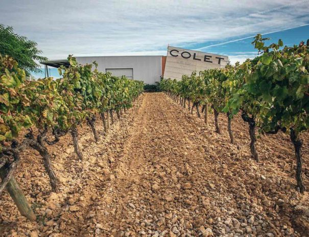 Tour bodega Colet