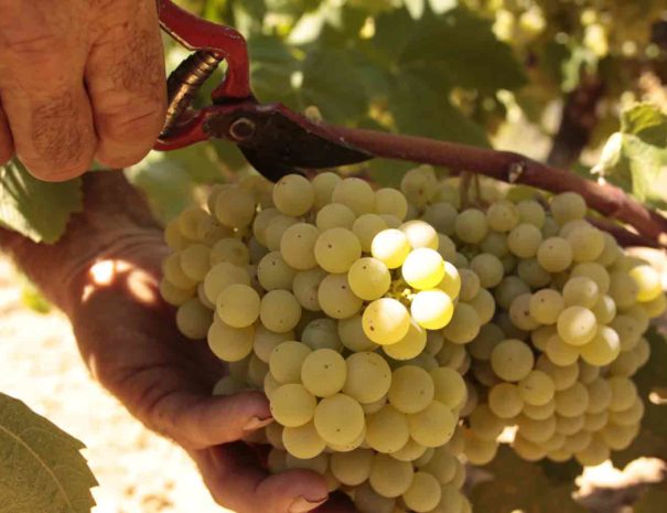 Tour Viñedos Penedès