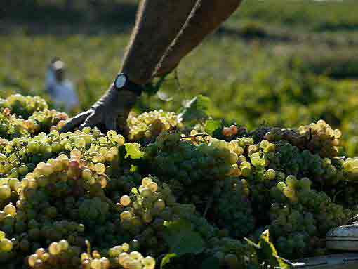 vinedos bodega Giró del Gorner