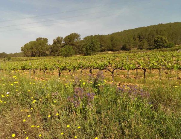 Vino tour Penedès