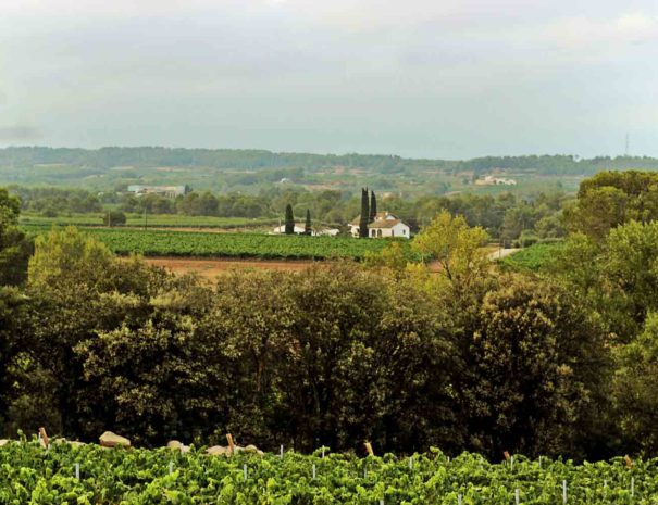 Visit bodega Carol Vallès