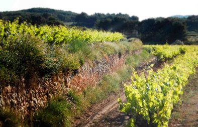 Visita vins de Foresta