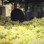 harvest wine barcelona