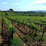 vignoble barcelone