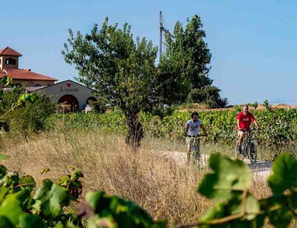 tour a bodegas en bicicleta