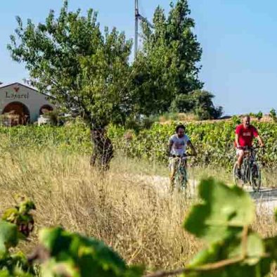 guided tour winery penedes