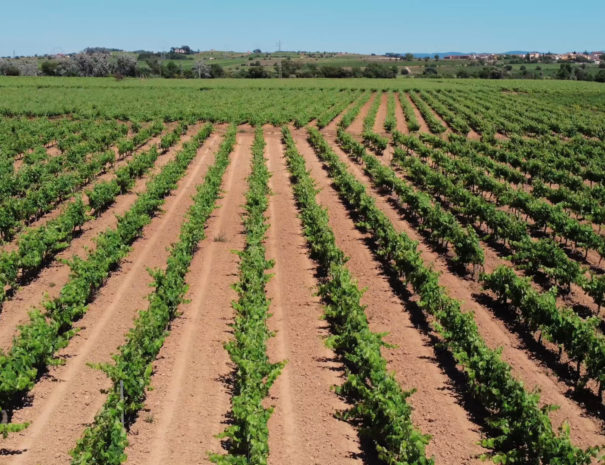 winery tour penedes