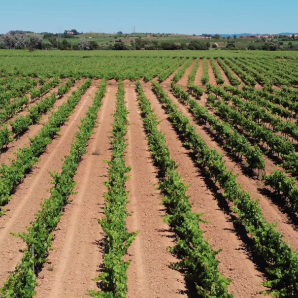 winery tour penedes